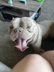 Found/Stray Male Dog last seen Rawsonville and Huron river dr, Belleville, MI 48111