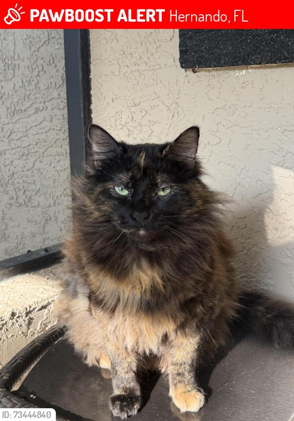 Lost Female Cat last seen Page Ave and Norvell Bryant, Hernando, FL 34442