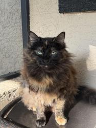 Lost Female Cat last seen Page Ave and Norvell Bryant, Hernando, FL 34442
