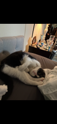 Lost Female Cat last seen Oxnard, Oxnard, CA 93036