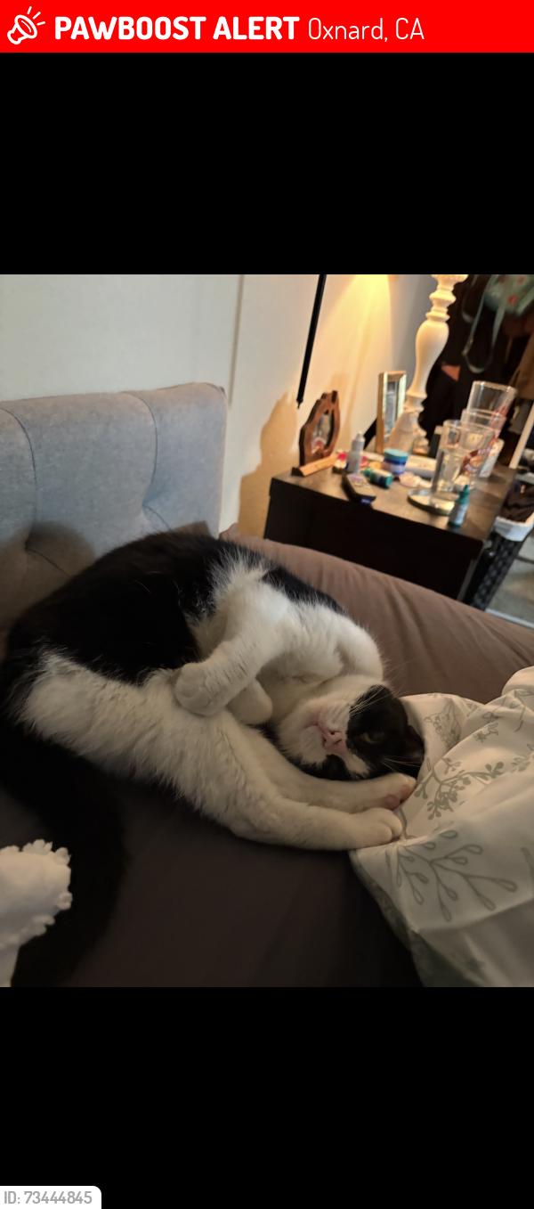 Lost Female Cat last seen Oxnard, Oxnard, CA 93036