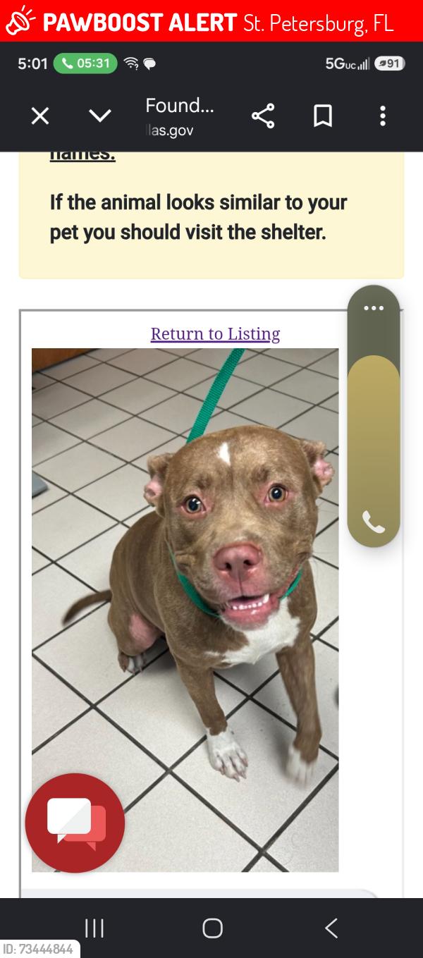 Lost Female Dog last seen Near 15TH AVE S, St. Petersburg, FL 33711