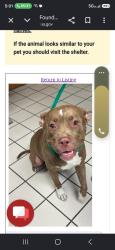 Lost Female Dog last seen Near 15TH AVE S, St. Petersburg, FL 33711