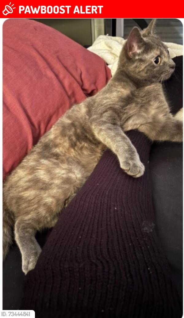 Lost Female Cat last seen Lundene Rd. and Sherhill Dr., Mississauga, ON L5J 3Y8