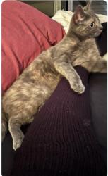 Lost Female Cat last seen Lundene Rd. and Sherhill Dr., Mississauga, ON L5J 3Y8