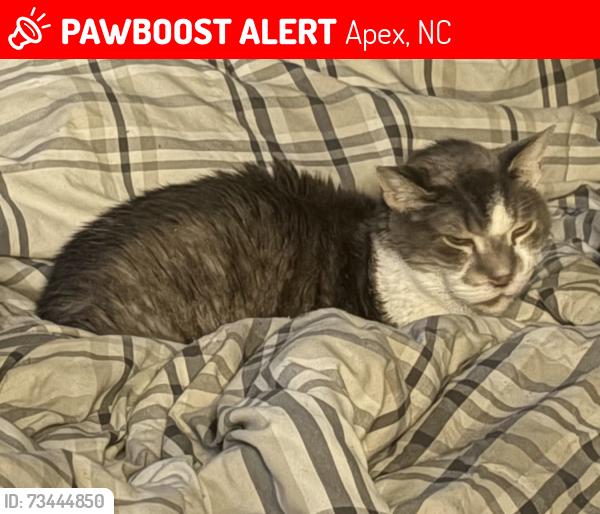 Lost Male Cat last seen Vision drive and old jenks road, Apex, NC 27523