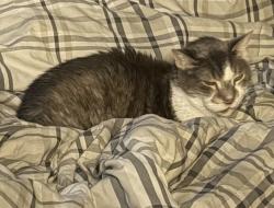 Lost Male Cat last seen Vision drive and old jenks road, Apex, NC 27523