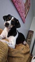 Reunited Female Dog last seen Old rite aid, Northampton, PA 18067