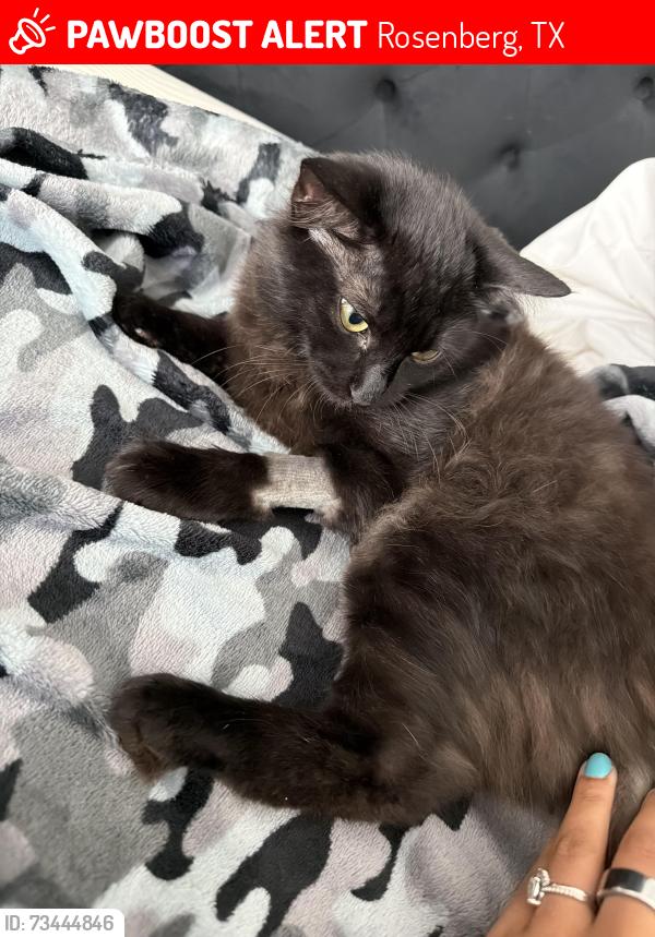 Lost Male Cat last seen Grande Gables D, richmond tx 77469, Rosenberg, TX 77469
