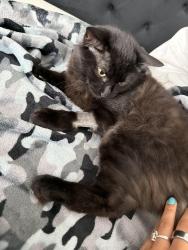 Lost Male Cat last seen Grande Gables D, richmond tx 77469, Rosenberg, TX 77469