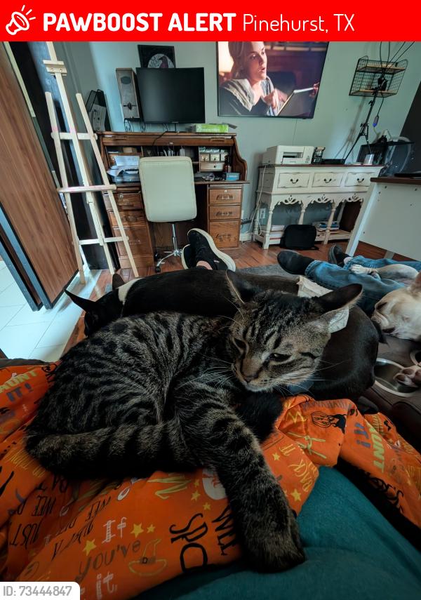 Lost Male Cat last seen Wright Rd, coe st, FM 249, Pinehurst, TX 77362