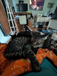 Lost Male Cat last seen Wright Rd, coe st, FM 249, Pinehurst, TX 77362