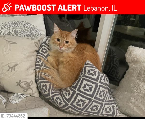 Lost Male Cat last seen Near Scott Troy Rd, Lebanon, IL 62254