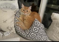 Lost Male Cat last seen Near Scott Troy Rd, Lebanon, IL 62254