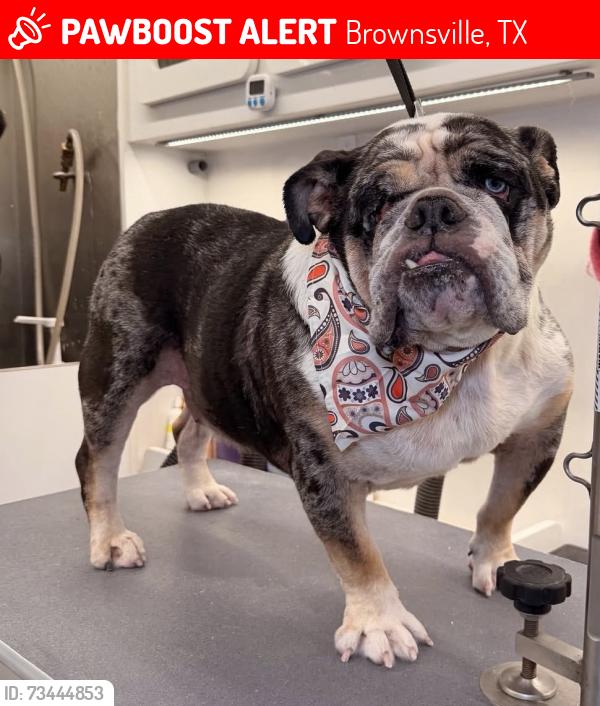 Lost Male Dog last seen Tenaza dr Brownsville texas, Brownsville, TX 78526