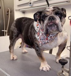 Lost Male Dog last seen Tenaza dr Brownsville texas, Brownsville, TX 78526