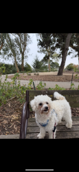Reunited Female Dog last seen VanNess Ave and Eddy st, San Francisco, CA 94109