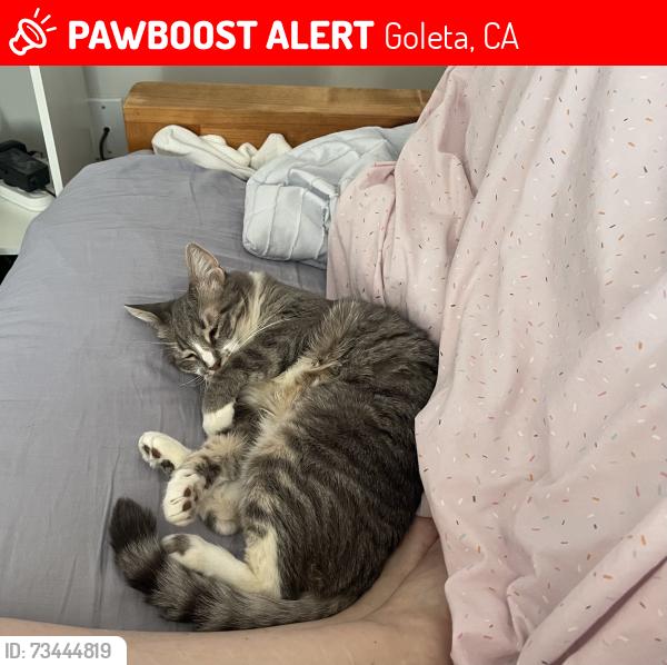 Lost Female Cat last seen Kellogg and Hollister, Goleta, CA 93117