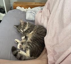 Lost Female Cat last seen Kellogg and Hollister, Goleta, CA 93117