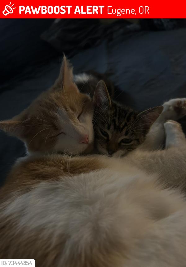 Lost Female Cat last seen west 18th ave, Chambers st, Eugene, OR 97402
