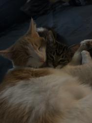 Lost Female Cat last seen west 18th ave, Chambers st, Eugene, OR 97402
