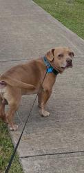 Reunited Male Dog last seen Flórense eldridge, Sugar Land, TX 77498
