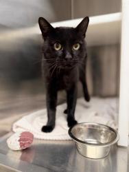 Shelter Stray Male Cat last seen Near BLOCK W THORNTON PKWY #169., 12155 Park Blvd, Brighton, CO 80601, USA