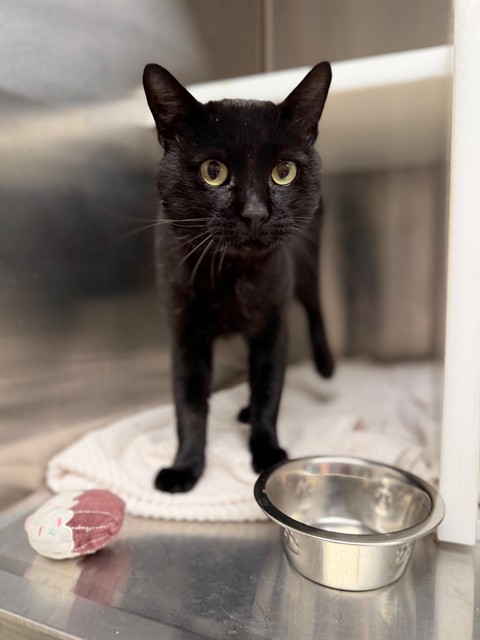 Shelter Stray Male Cat last seen Near BLOCK W THORNTON PKWY #169., 12155 Park Blvd, Brighton, CO 80601, USA