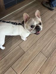 Found/Stray Male Dog last seen Adams St between Oak Park Ave and East, Oak Park, IL 60303