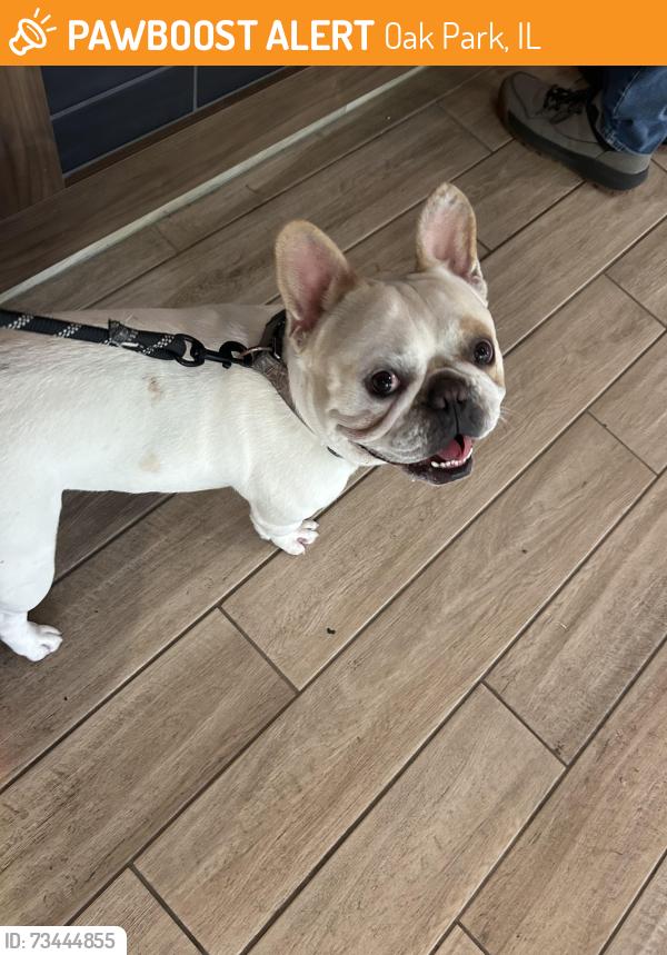 Found/Stray Male Dog last seen Adams St between Oak Park Ave and East, Oak Park, IL 60303