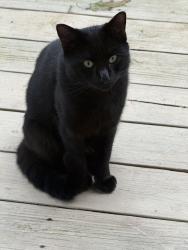 Reunited Male Cat last seen Thompson rd, Fairfax, VA 22033