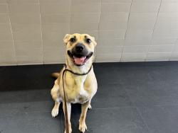 Shelter Stray Female Dog last seen MEMORIAL PARK, 1640 9th St, Santa Monica, CA 90404, USA