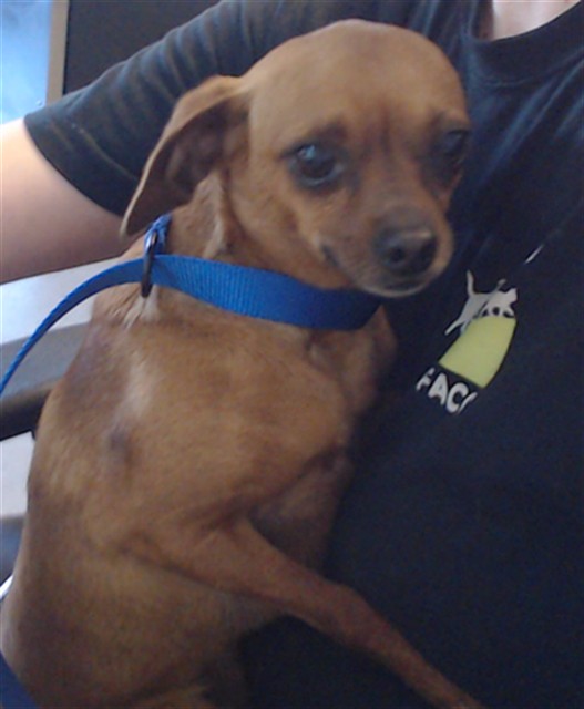 Shelter Stray Male Dog last seen XDOLORES/16TH, 1419 Bryant St, San Francisco, CA 94103, USA