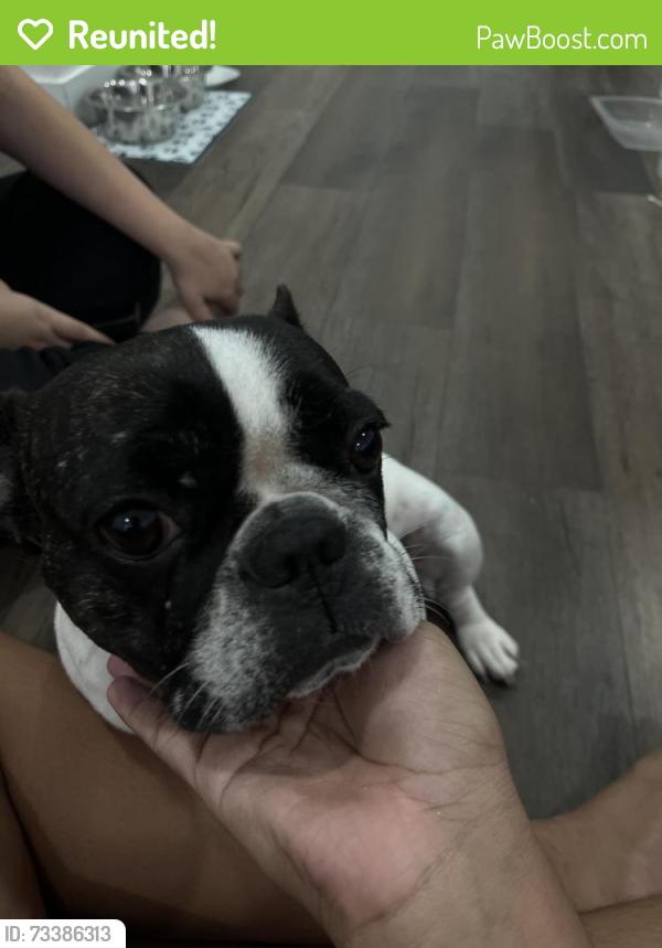 Reunited Female Dog last seen Youngtown, Surprise, AZ 85374