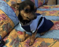 Lost Male Dog last seen Near ct, Miami, FL 33157