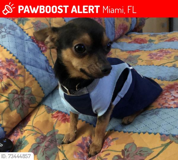 Lost Male Dog last seen Near ct, Miami, FL 33157