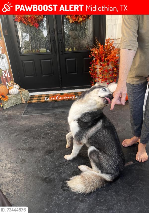 Lost Female Dog last seen Ovilla rd, Midlothian, TX 76065