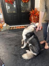 Lost Female Dog last seen Ovilla rd, Midlothian, TX 76065