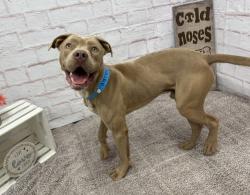Shelter Stray Male Dog last seen Near BLOCK BLOOM ST, DETROIT, MI 48234, 1431 E Ferry St, Detroit, MI 48211, USA