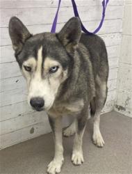 Shelter Stray Male Dog last seen FOOTHILL X MAPLE, 333 Chandler Pl, San Bernardino, CA 92408, USA