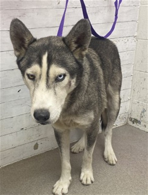 Shelter Stray Male Dog last seen FOOTHILL X MAPLE, 333 Chandler Pl, San Bernardino, CA 92408, USA