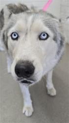Shelter Stray Female Dog last seen FOOTHILL X MAPLE, 333 Chandler Pl, San Bernardino, CA 92408, USA