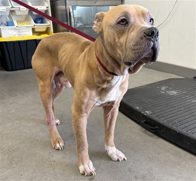 Shelter Stray Male Dog last seen BROADWAY RD AND VALENCIA, 1920 S Lewis, Mesa, AZ 85210, USA