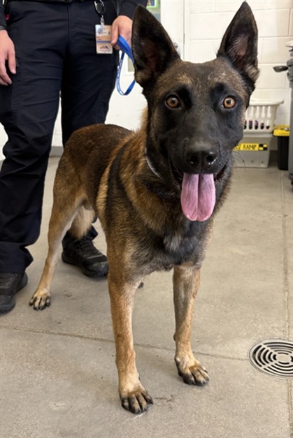 Shelter Stray Male Dog last seen DOBSON RD AND ISABELLA AVE, 1920 S Lewis, Mesa, AZ 85210, USA