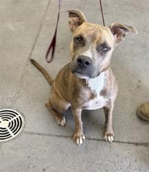 Shelter Stray Female Dog last seen HORNE AND OAK ST, 1920 S Lewis, Mesa, AZ 85210, USA