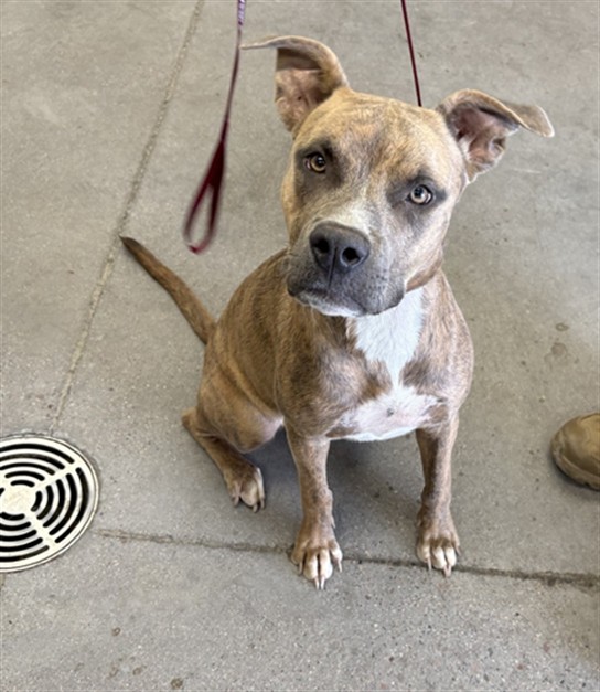 Shelter Stray Female Dog last seen HORNE AND OAK ST, 1920 S Lewis, Mesa, AZ 85210, USA