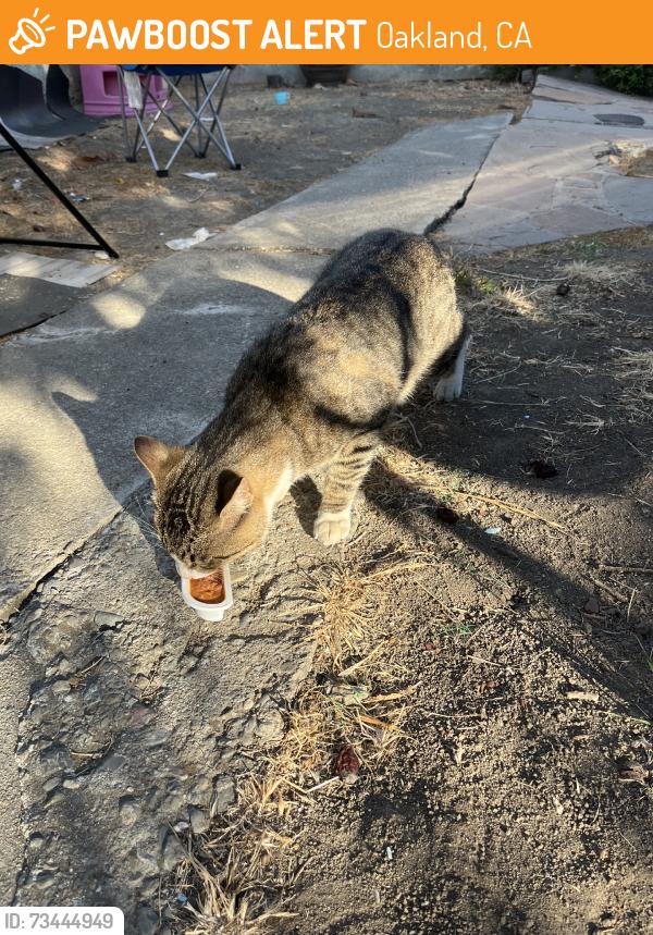 Found/Stray Male Cat last seen Near Oaklands Gilmore Park, Oakland, CA 94621
