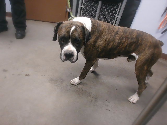 Shelter Stray Male Dog last seen 72ND DR AND CAMELBACK RD, 2500 S 27th Ave, Phoenix, AZ 85009, USA