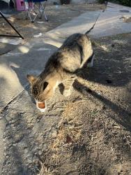 Found/Stray Male Cat last seen Near Oaklands Gilmore Park, Oakland, CA 94621