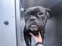 Shelter Stray Male Dog last seen W MCODWELL RD AND N 51ST AVE, 2500 S 27th Ave, Phoenix, AZ 85009, USA
